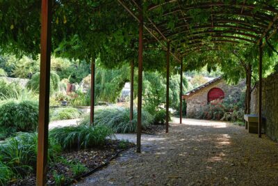 couvrir sa pergola avec végétation et plantes grimpante